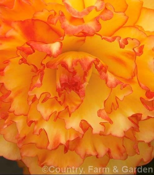 B. ‘Sunrise Lace’